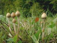 Psilocybin Psilocybin